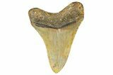 Serrated, Fossil Megalodon Tooth - North Carolina #364981-1